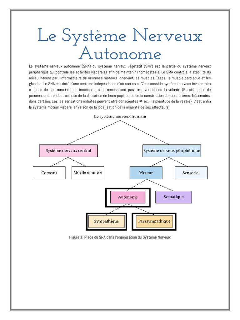 Comprendre le Système Nerveux Autonome | PDF | Système nerveux autonome ...