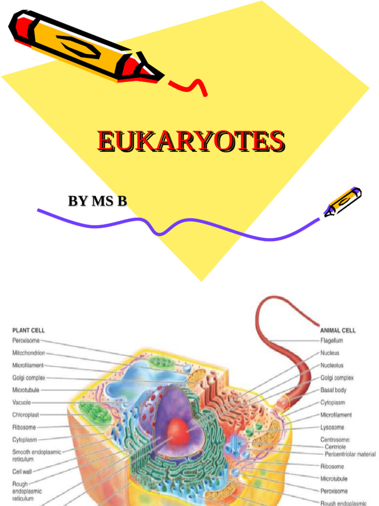 LECTURE 3 Eukaryotes | PDF | Cell (Biology) | Eukaryotes