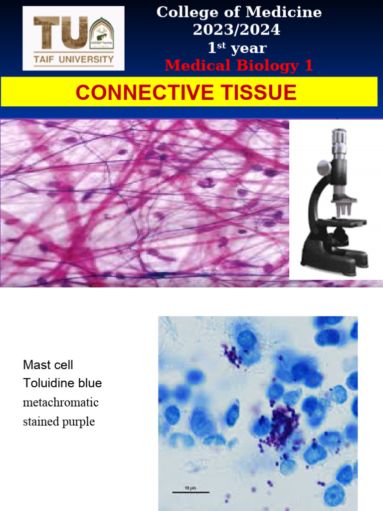 8 Connective Tissue Lab Ppt Pdf