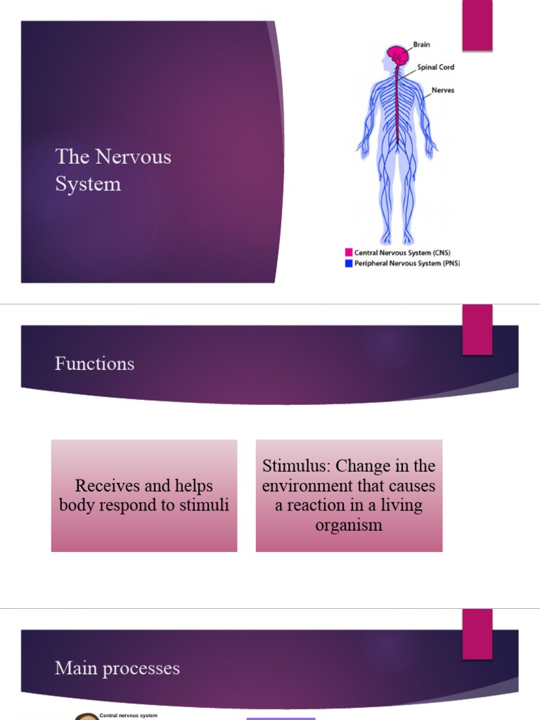 Nerve Functions in Hearing and Balance | PDF | Stimulus (Physiology) | Ear