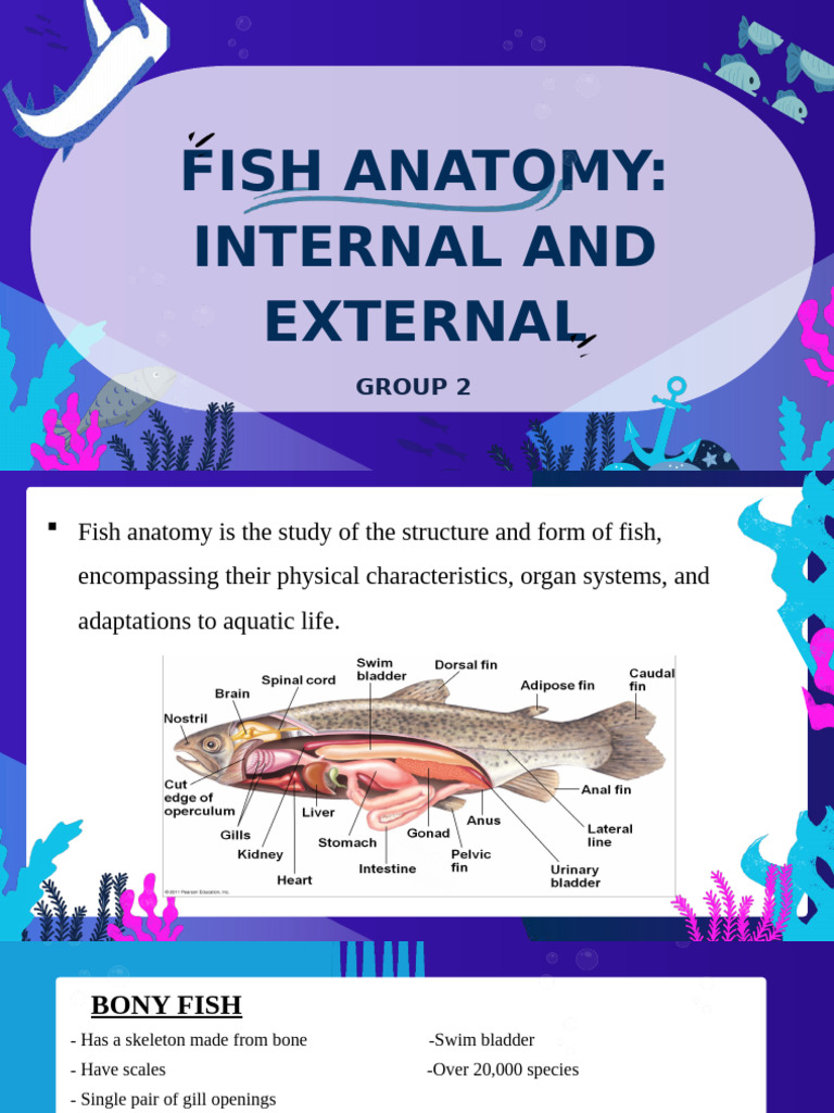 Fish Anatomy Pdf Fish Human Body