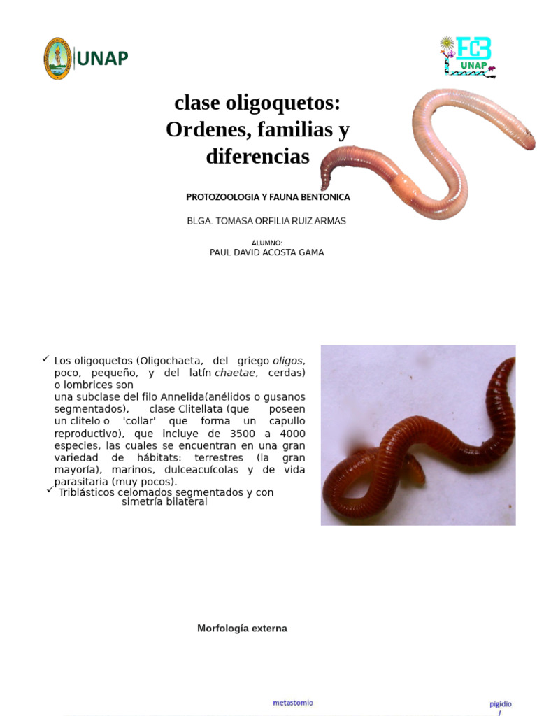 Clase Oligoquetos - 021501 | PDF, image size:768x1024