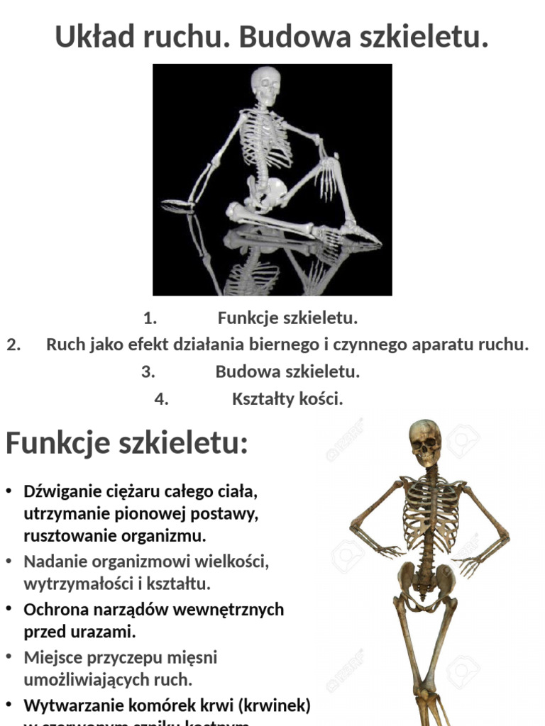 7.7 Układ Ruchu. Budowa Szkieletu | PDF