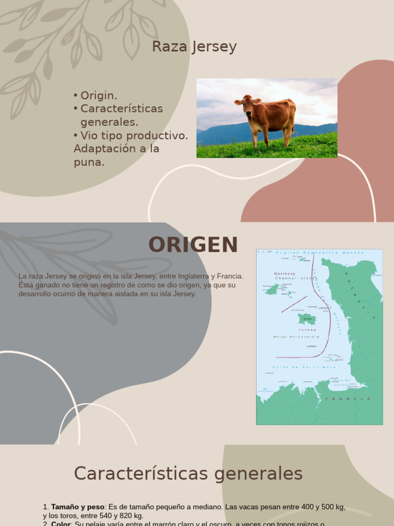 Raza Jersey | PDF | Cocina, comidas y vino
