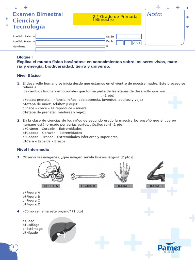 Examen Bimestral de Ciencia y Tecnología | PDF | Adultos | Abdomen