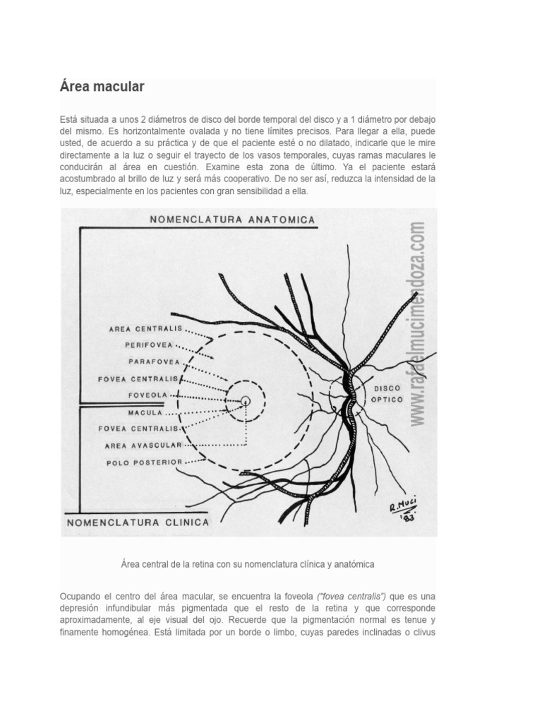 Exploración del Área Macular y Tipos de Oftalmoscopia | PDF | Ojo ...