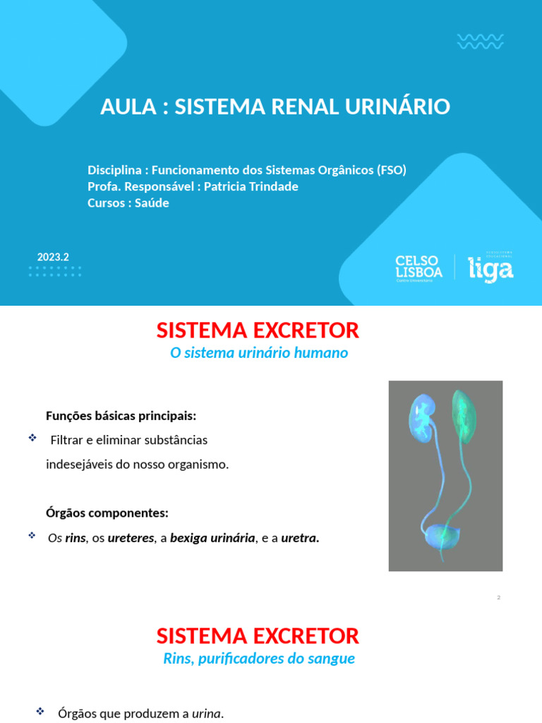Sistema Renal Urinário | PDF | Rim | Sistema urinário