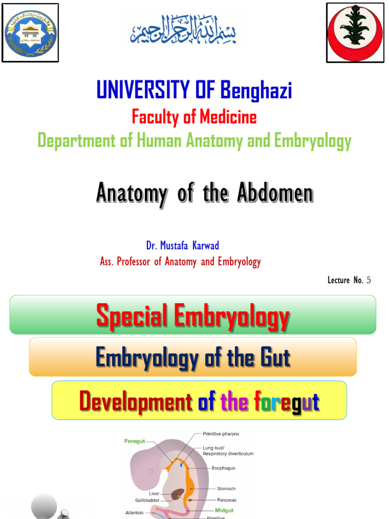 abdomen lecture 5 | PDF | Pancreas | Gastrointestinal Tract
