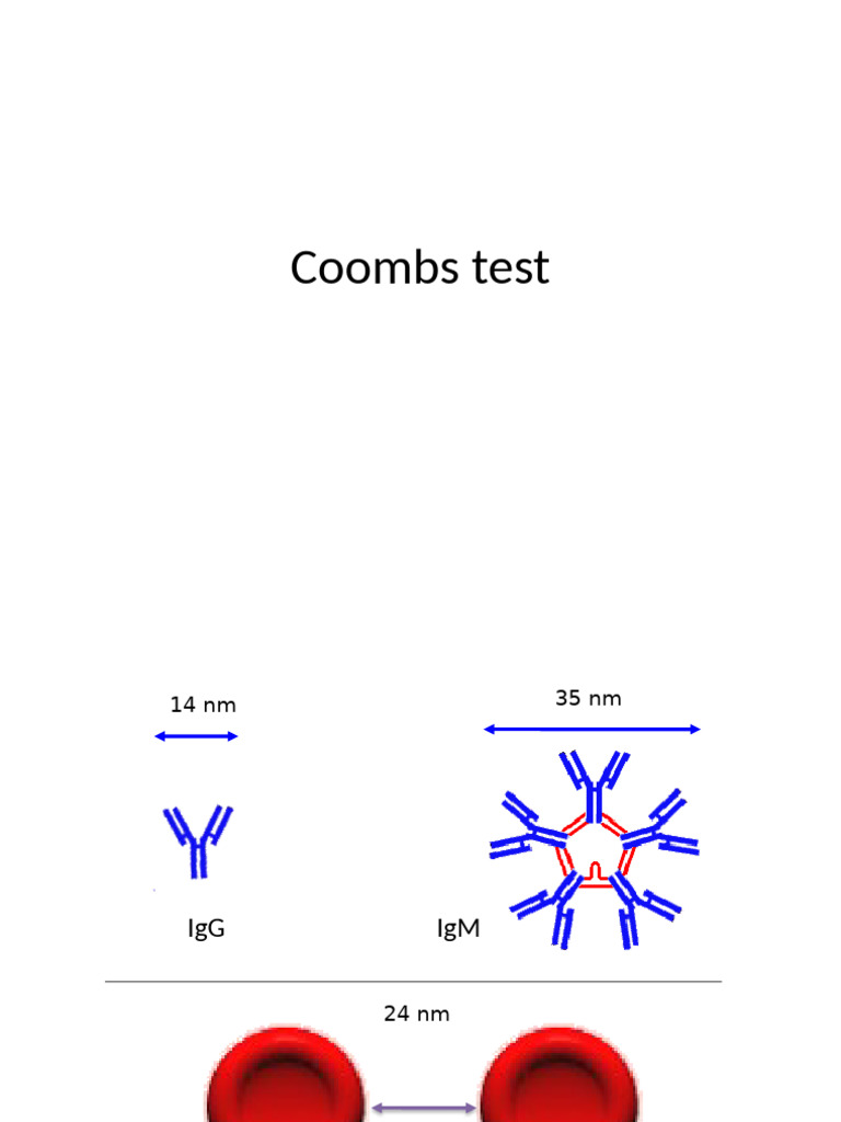 Coombs Test Procedure Overview | PDF | Antibody | Anatomy