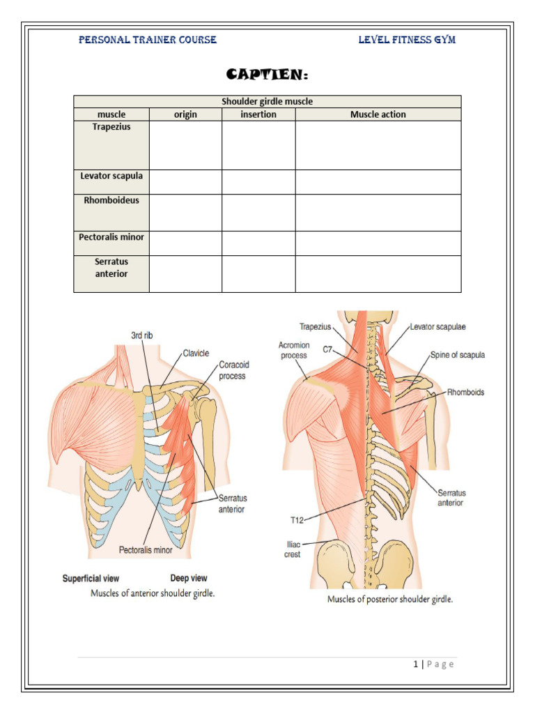 المحاضره الثانيه محتوي | PDF | Anatomical Terms Of Motion | Shoulder