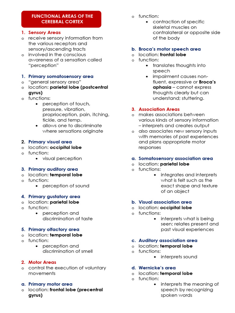 Cerebral Cortex Functional Areas Explained | PDF | Somatosensory System ...
