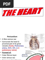 Heart Anatomy | PDF