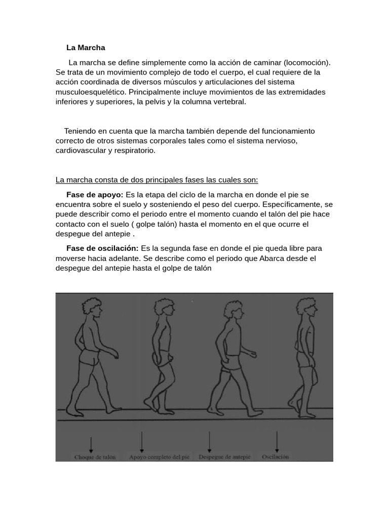 Marcha PM | PDF | Pie | Rodilla