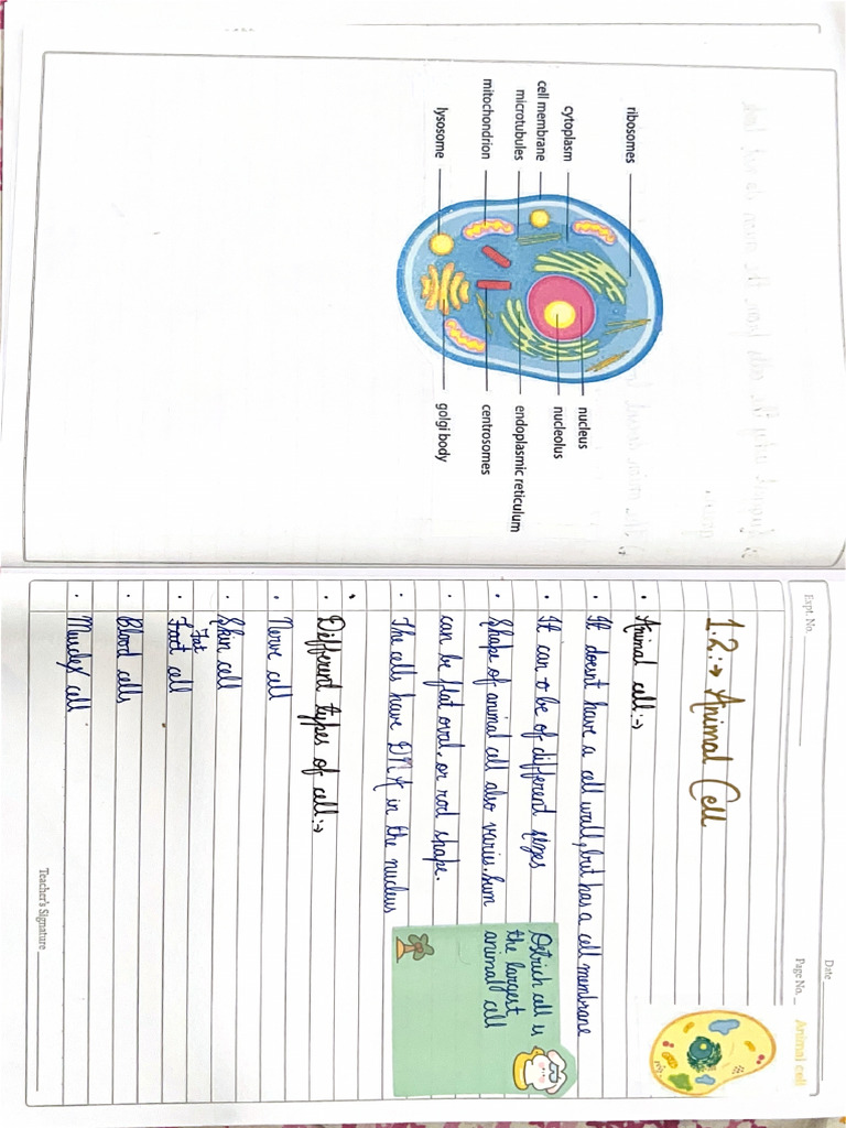 Animal Cell Notes | PDF