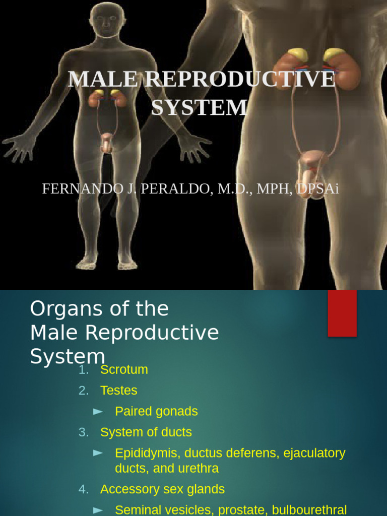 Male Reproductive System | PDF | Prostate | Pelvis