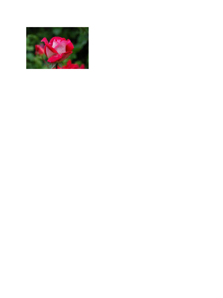Bunga Daisy | PDF