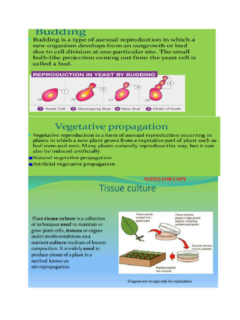8th Class Bio Cas NB Work | PDF