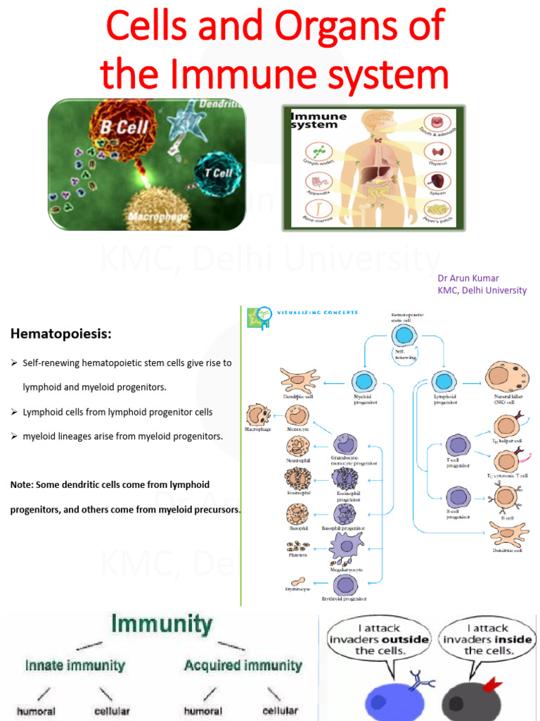Cells and Organs of Immune System | PDF | Lymphatic System | B Cell