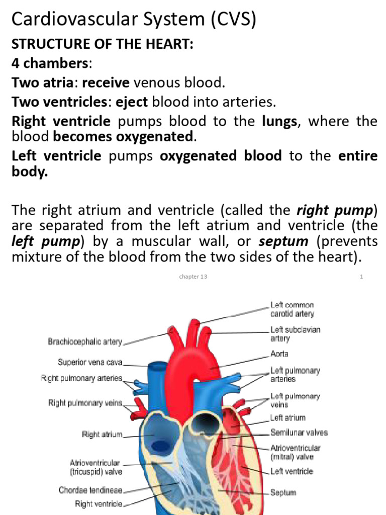 Understanding the Cardiovascular System | PDF | Heart Valve | Atrium ...
