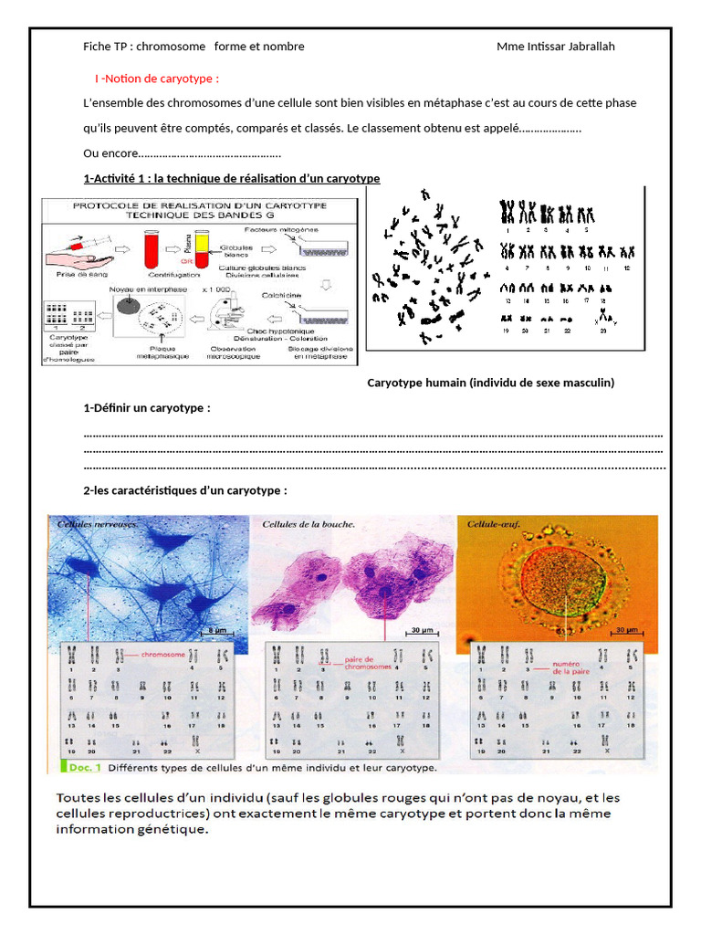Réalisation et analyse du caryotype | PDF | Sciences et mathématiques