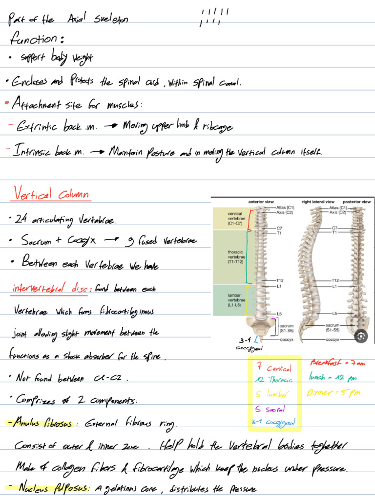 Anatomy of the Vertebral Column | PDF | Vertebra | Vertebral Column