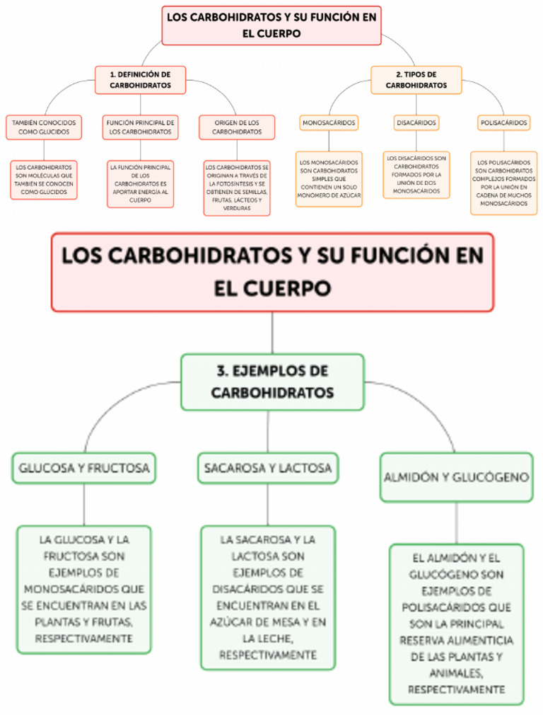 Los Carbohidratos Y Su Función En El Cuerpo Pdf