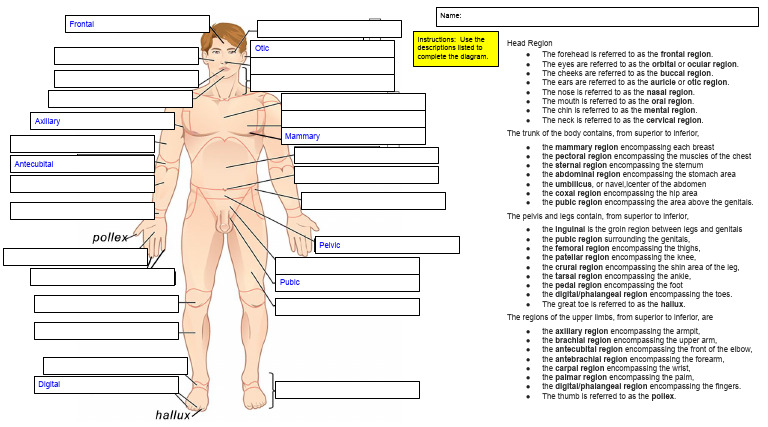 Anatomy Regions Overview | PDF | Abdomen | Pelvis