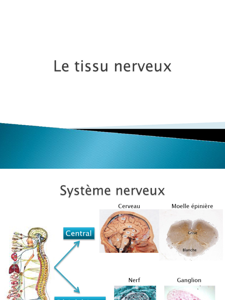 Cours 5 - Le Tissu Nerveux 2016 | PDF | Neurone | Axone