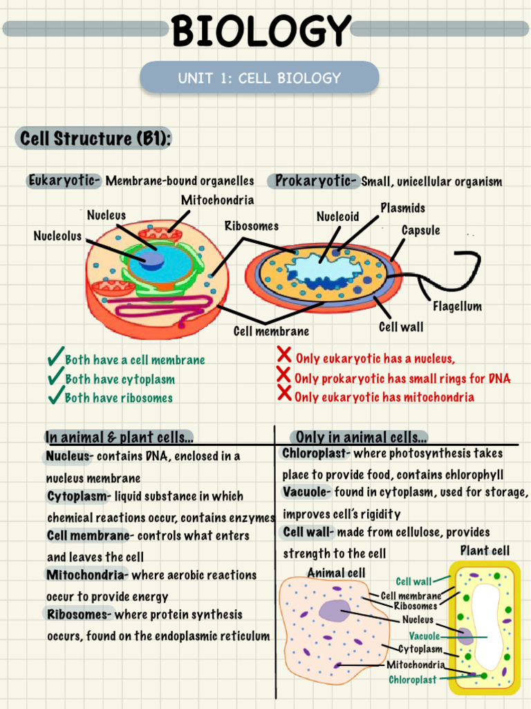 Cell Biology: Structure & Processes | PDF | Heart | Atrium (Heart)