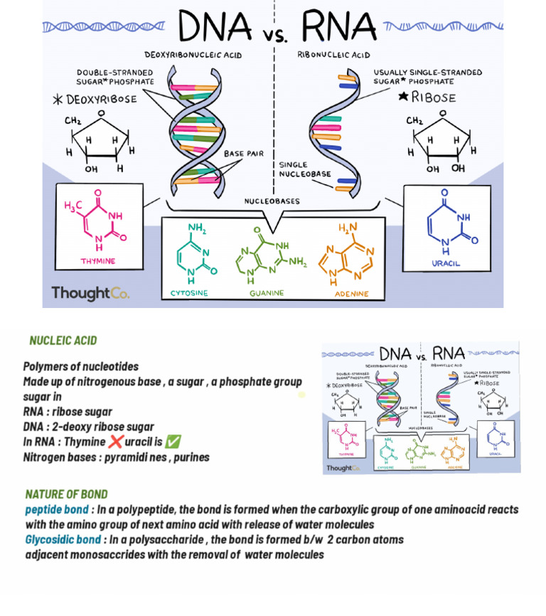 Nucleic Acid | PDF