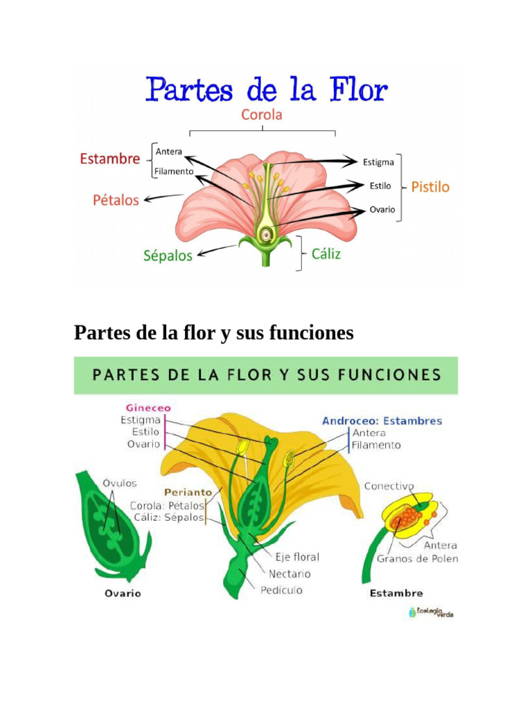 Partes y funciones de la flor | PDF | Flores | Plantas