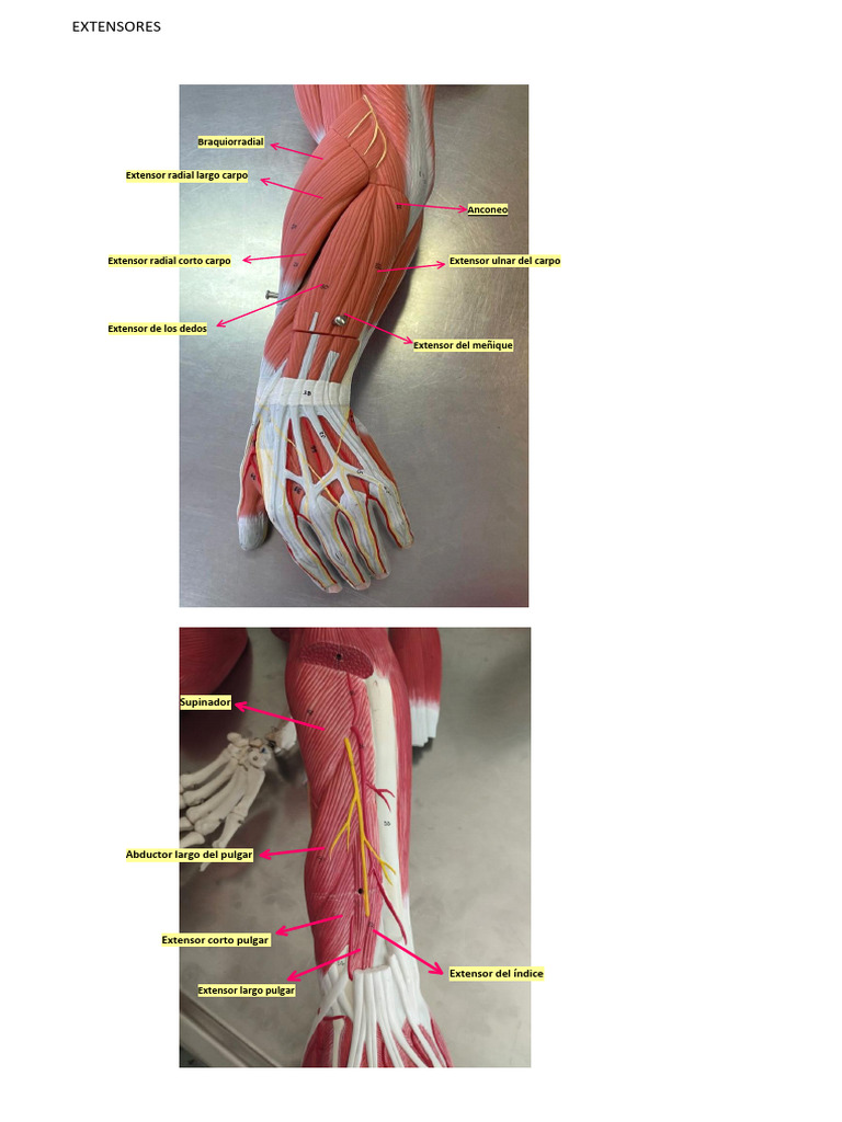 Anatomía de los extensores del brazo | PDF