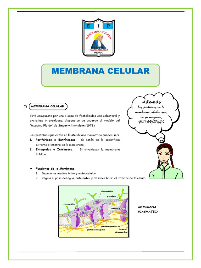 Estructura y Funciones de la Membrana Celular | PDF | Membrana celular ...