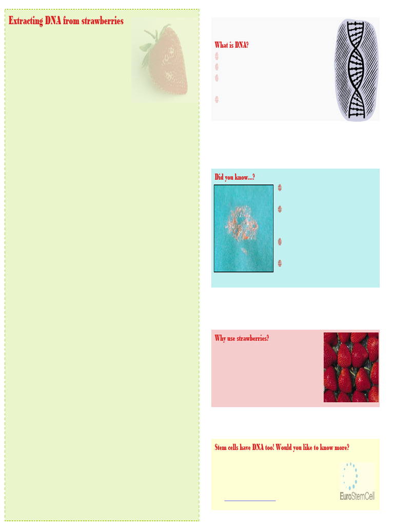 Strawberry DNA Extraction Guide | PDF | Dna | Cell (Biology)