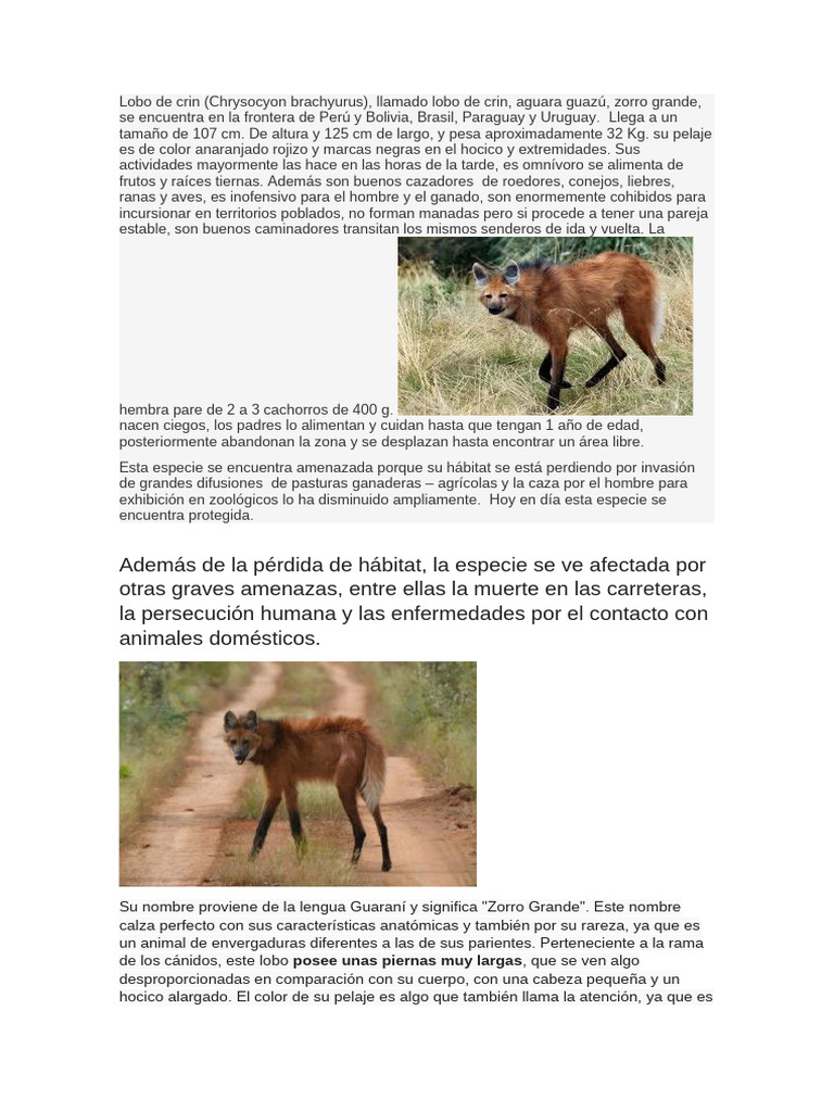 Lobo de crin: hábitat y amenazas en Perú | PDF