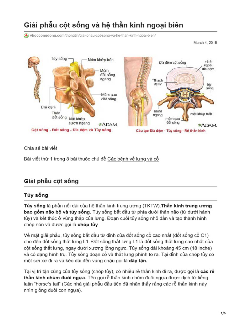 gi-i-ph-u-c-t-s-ng-v-h-th-n-kinh-ngo-i-bi-n-pdf