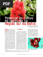 plantio de rambutão