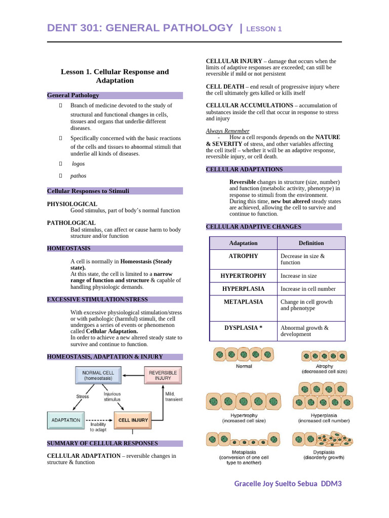 Lesson 1. Cellular Responses and Adaptation | PDF | Muscle | Epithelium