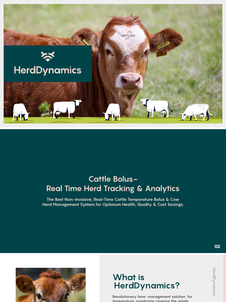 Herd Dynamic | PDF | Cattle | Beef
