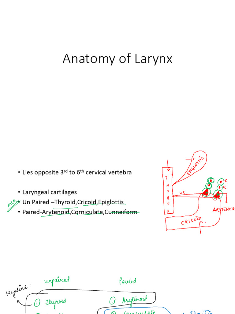 Larynx Day 1 22 8 24 | PDF | Larynx | Human Head And Neck