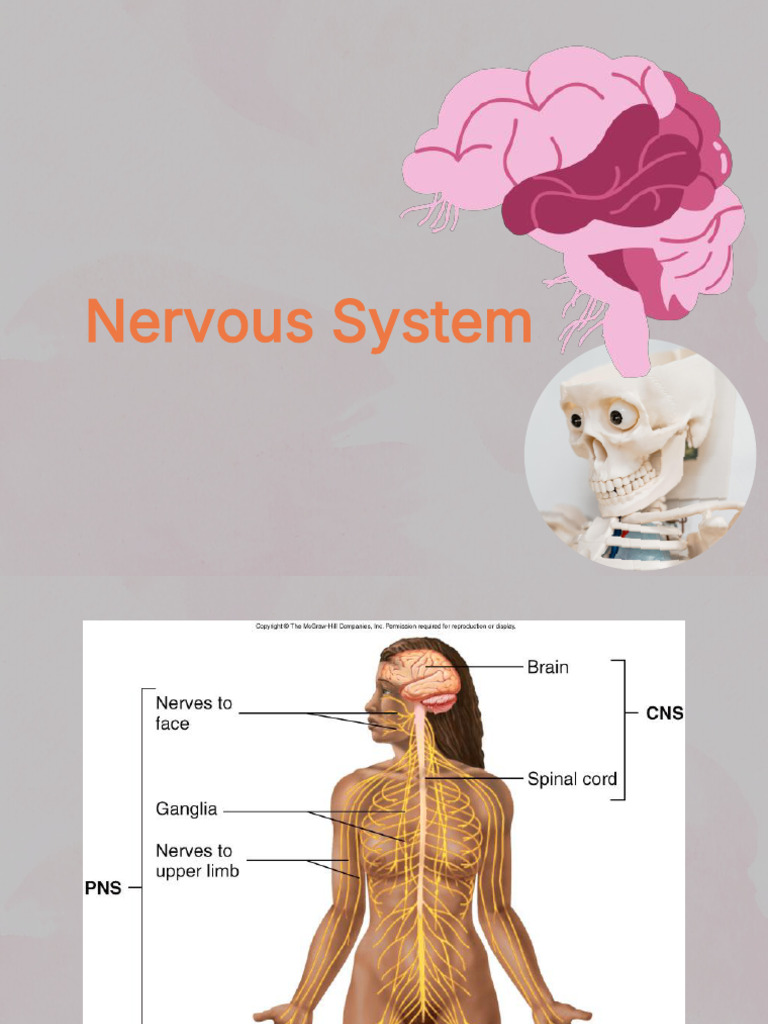 Nervous System Student's | PDF | Spinal Cord | Action Potential