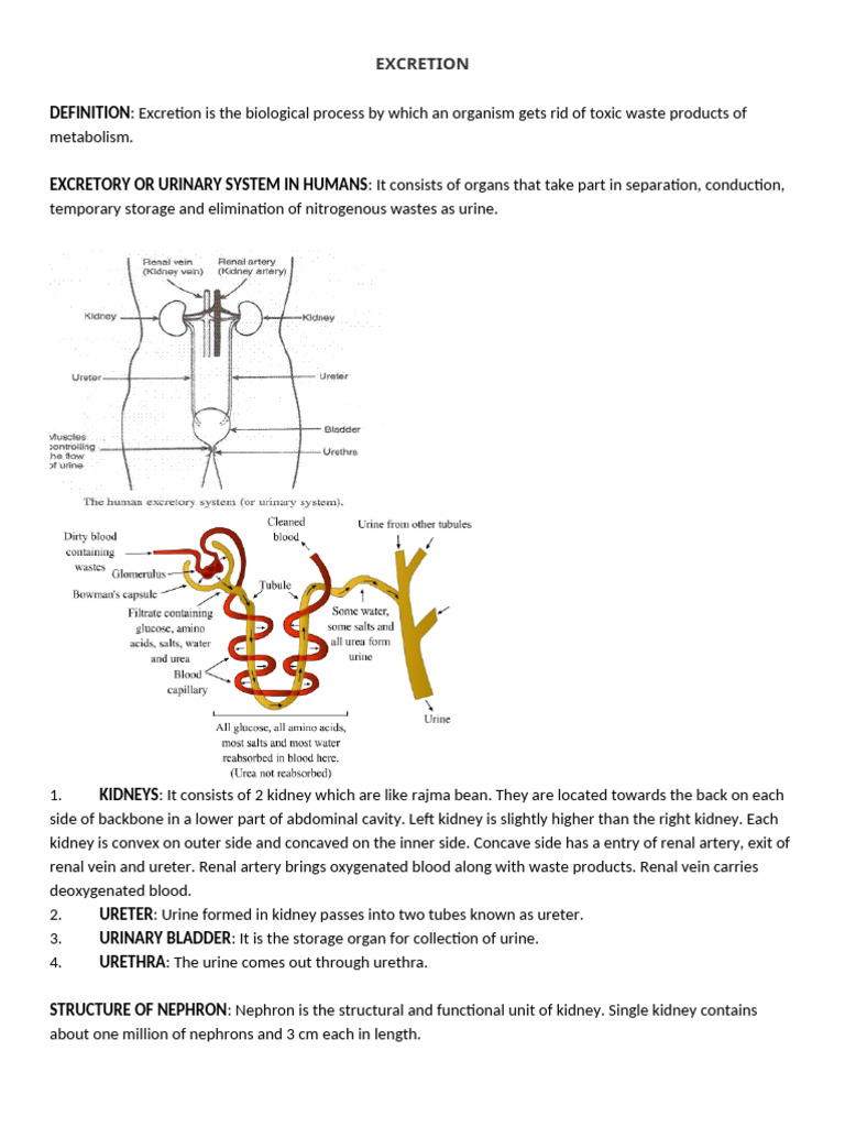 Life Process 7 | PDF | Kidney | Urinary System