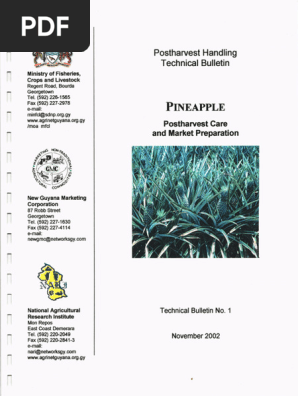 Pineapple