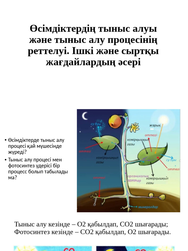 Дятководағы жұптардың жеке порносы