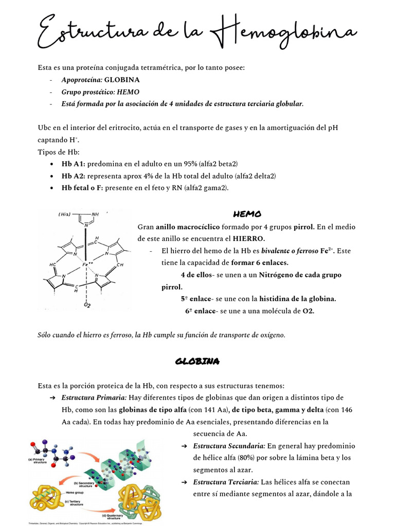 Fisio UP5 - Estructura HEMOGLOBINA | PDF | Hemoglobina | Biología Celular