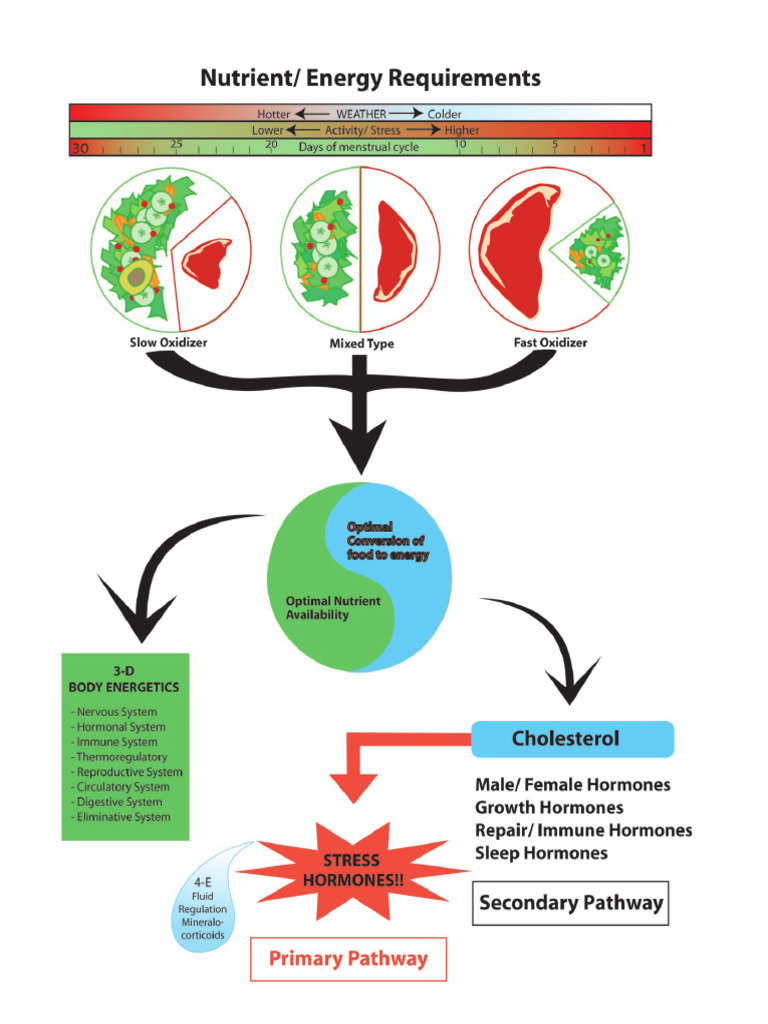 Education Nutrient-Energy Diagram | PDF