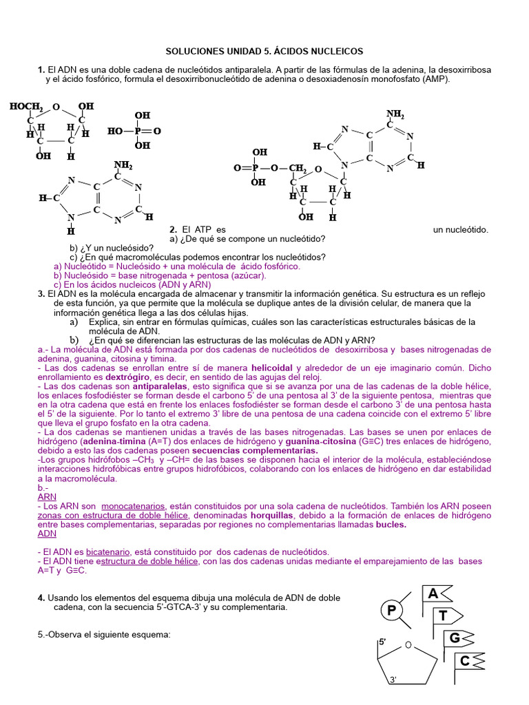 Estructura y Función de Ácidos Nucleicos | PDF | Rna | Nucleótidos