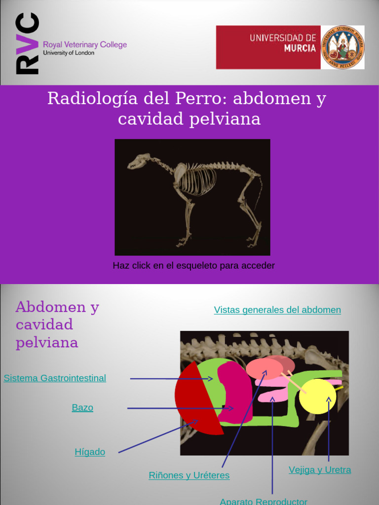 Radiografía Abdominal en Perros | PDF | Abdomen | Riñón