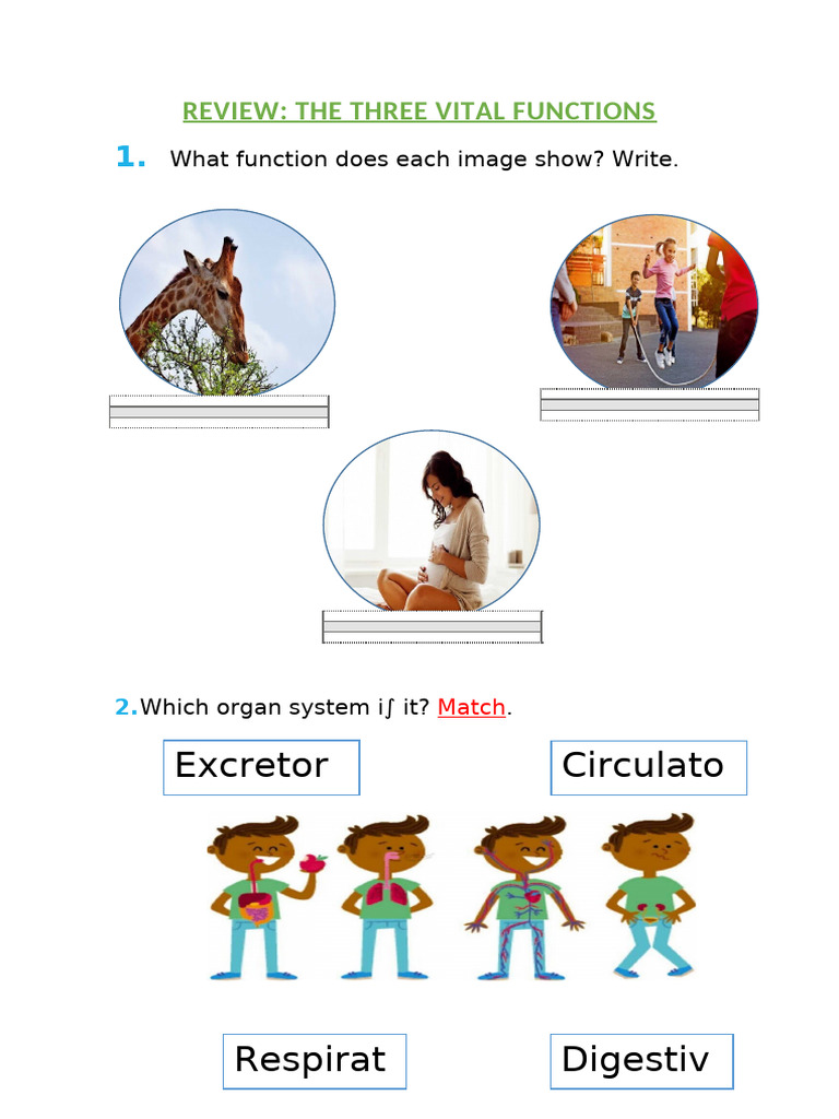Exercises Review 1 (3 Vital Functions) | PDF