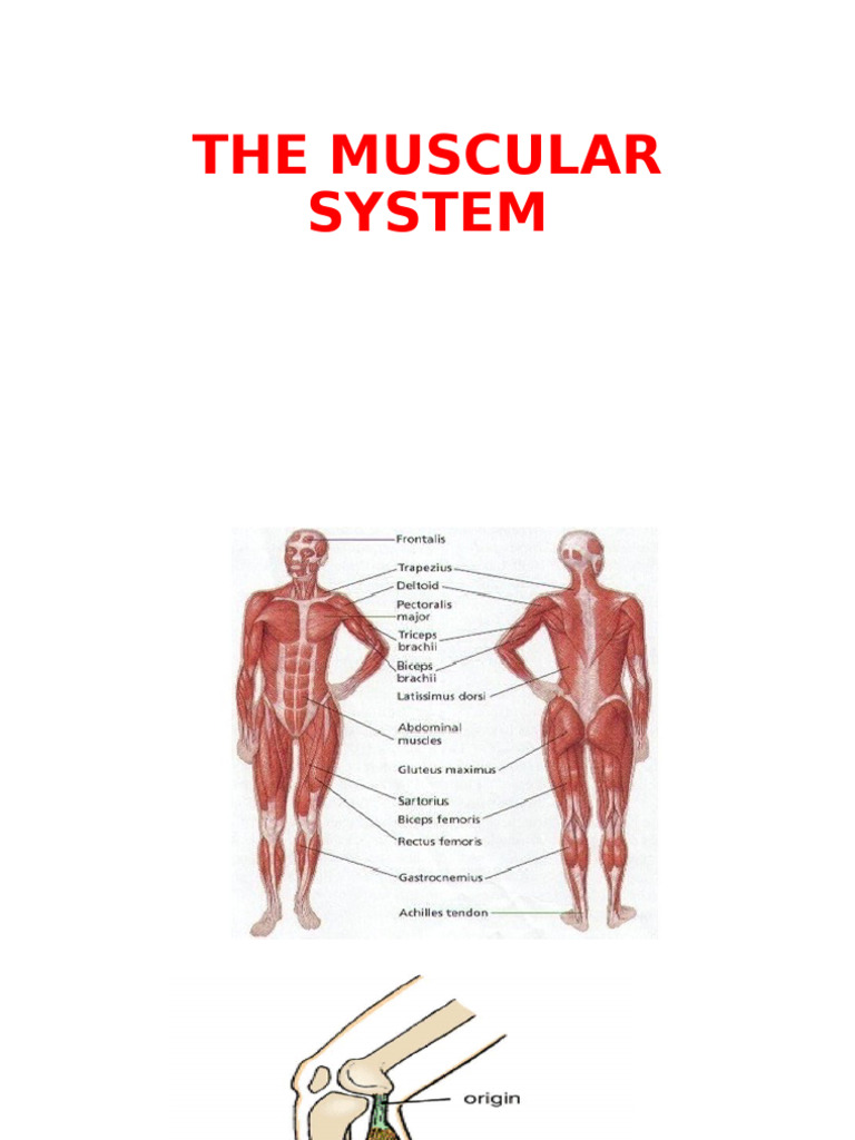 Understanding the Muscular System | PDF